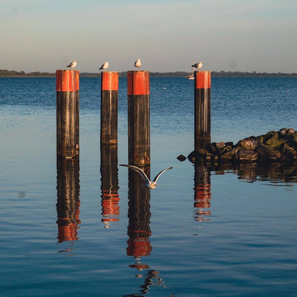 Vier Möwen sitzen auf Holzpfählen im Wasser, eine fünfte Möwe fliegt in der Nähe einer felsigen Küste unter einem klaren blauen Himmel. Im ruhigen Wasser sind Spiegelungen zu sehen