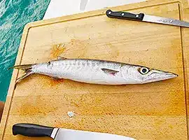 Frischer Fisch direkt am Hafen l sailwithus