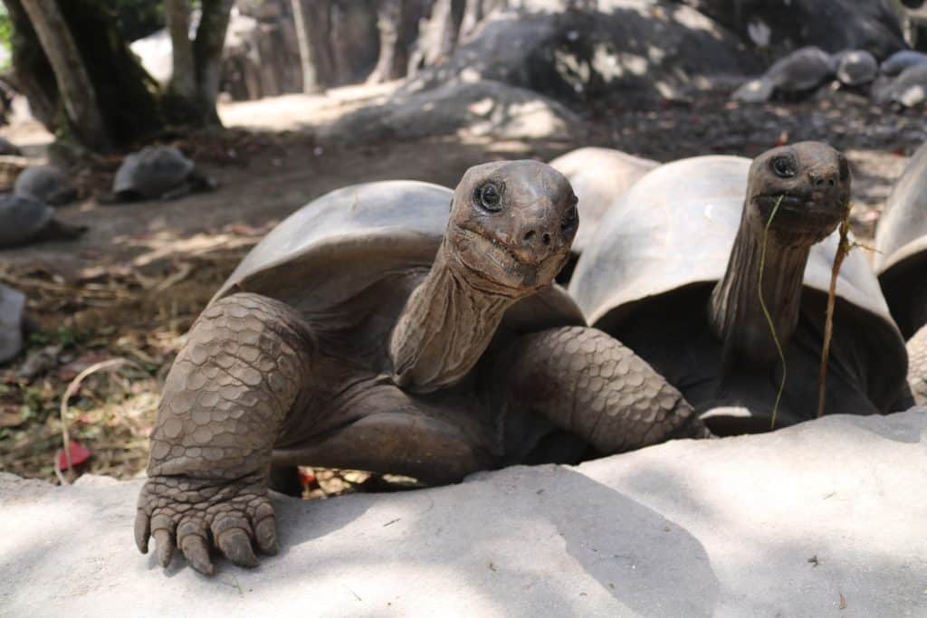 Entdecke die Riesenschildkröte auf den Seychellen
