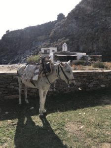 IX. Sofort trafen wir den ersten Ortansässigen. Typisch griechisch: Sehr freundlich empfing er uns!