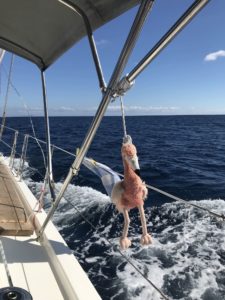 Unser ständiger Begleiter war der Flamingo Ingo ;)