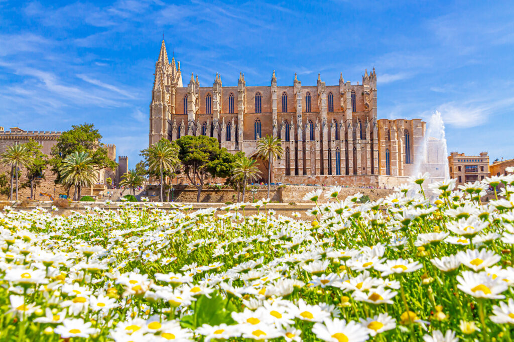 Ein lebendiger Blick auf eine majestätische gotische Kathedrale mit Strebebögen, gesehen über ein üppiges Feld weißer Gänseblümchen unter einem klaren blauen Himmel. Palmen und ein Brunnen ergänzen die malerische Landschaft