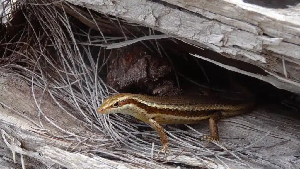 Eine kleine, braune Eidechse mit markanten Streifen auf dem Rücken, die sich während eines Segeltörns zwischen getrockneten Palmblättern und Holzresten versteckt.