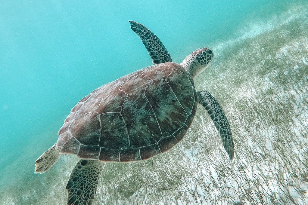 Ein Unterwasserfoto einer Meeresschildkröte, die in der Nähe des Meeresbodens schwimmt, der mit spärlichem Seegras bedeckt ist. Der Panzer der Schildkröte ist mit verschiedenen Mustern verziert und ihre Flossen sind ausgestreckt, während sie sich anmutig durch das klare, blaue Wasser bewegt. In der Nähe wirft der Schatten einer Segelyacht auf einer Segelreise eine faszinierende Silhouette. nachhaltiges Reisen.