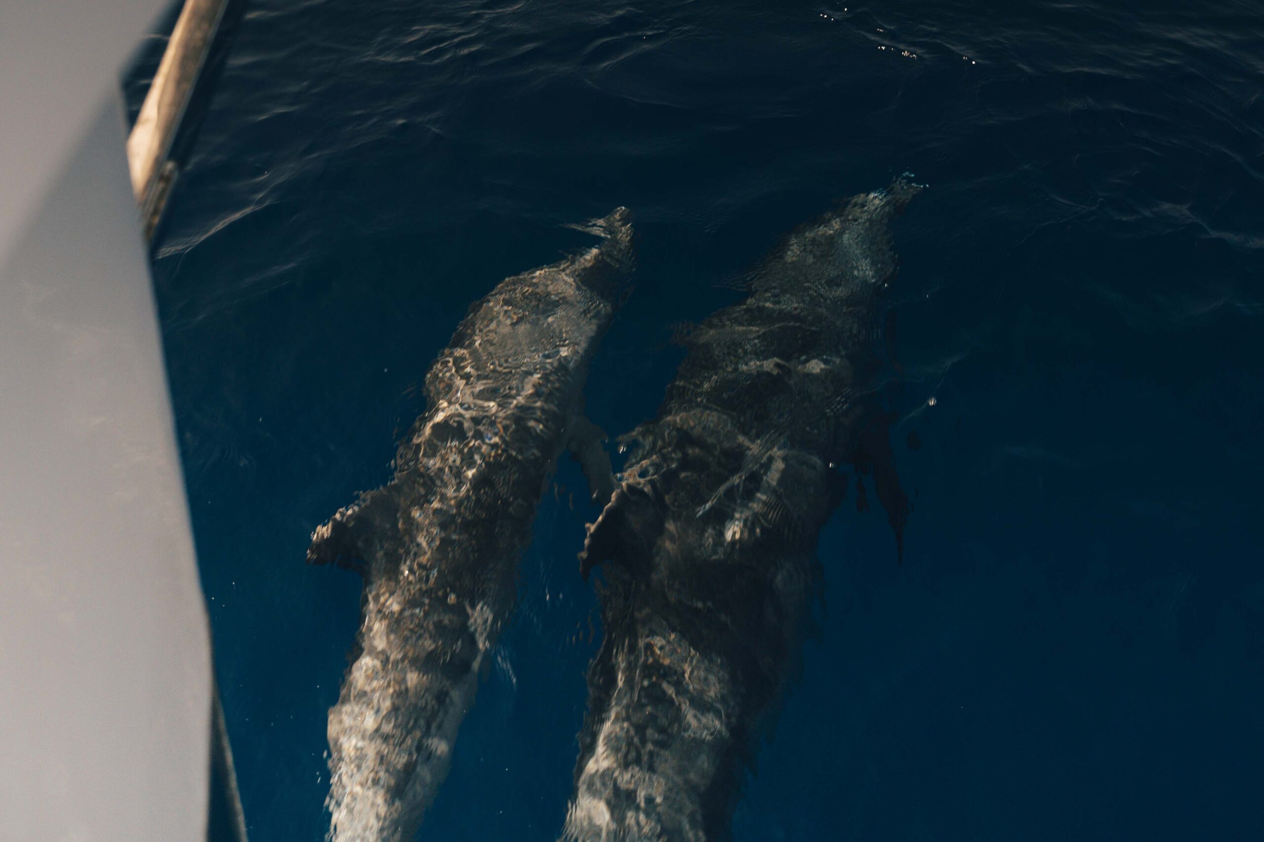 Ein Boot segelt durch ruhiges, tiefblaues Wasser, neben dem vier Delfine schwimmen. Am Horizont sind in der Ferne hügelige Landmassen unter einem klaren Himmel zu sehen.