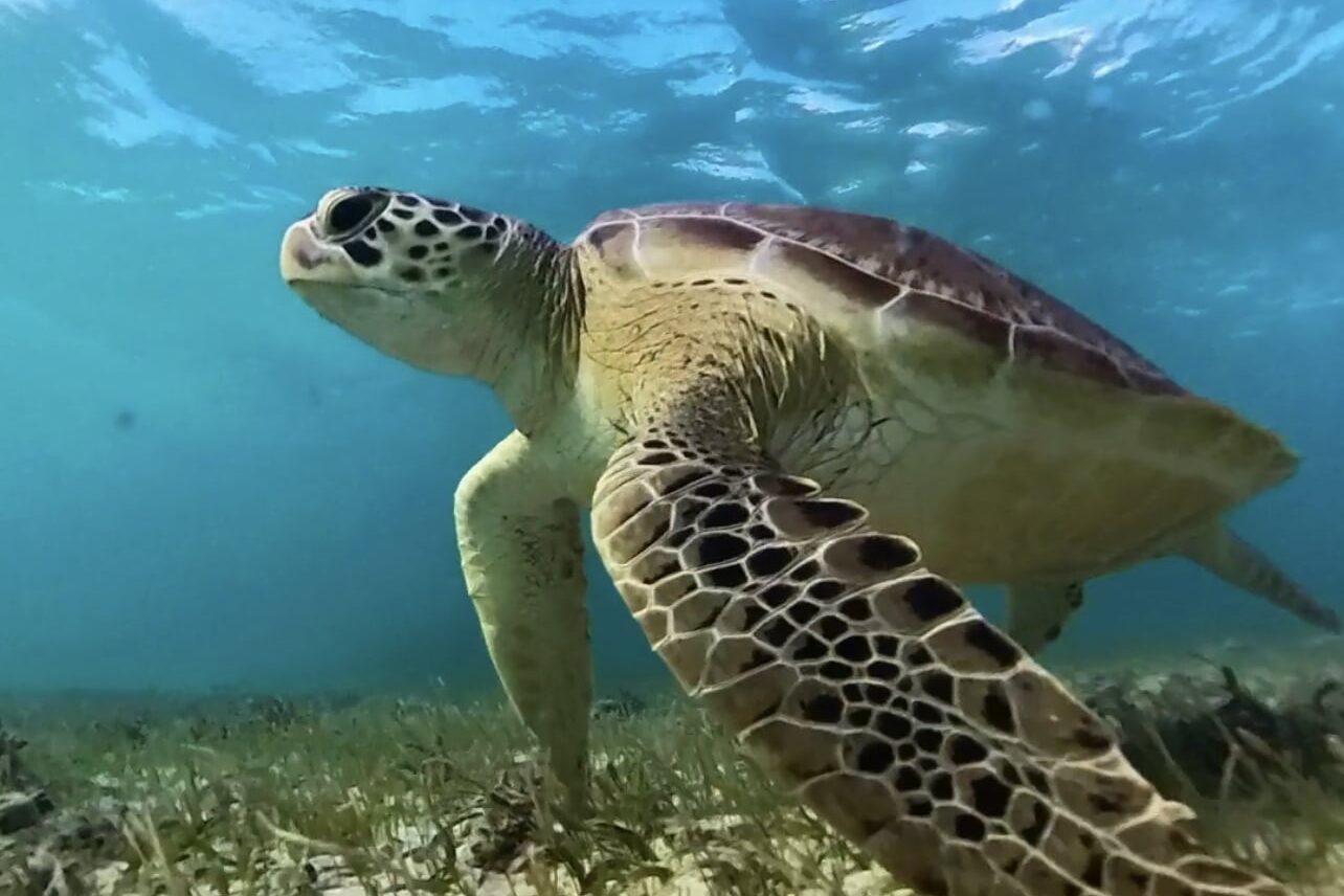 Tobago Cays & Schildkröten