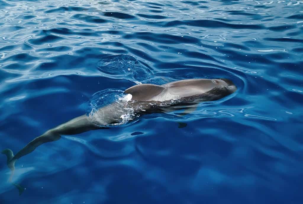 Close-up of a dolphin swimming gracefully in the clear blue ocean waters. Mitsegeln und Naturerlebnis: Tiere und Landschaften vom Wasser aus entdecken