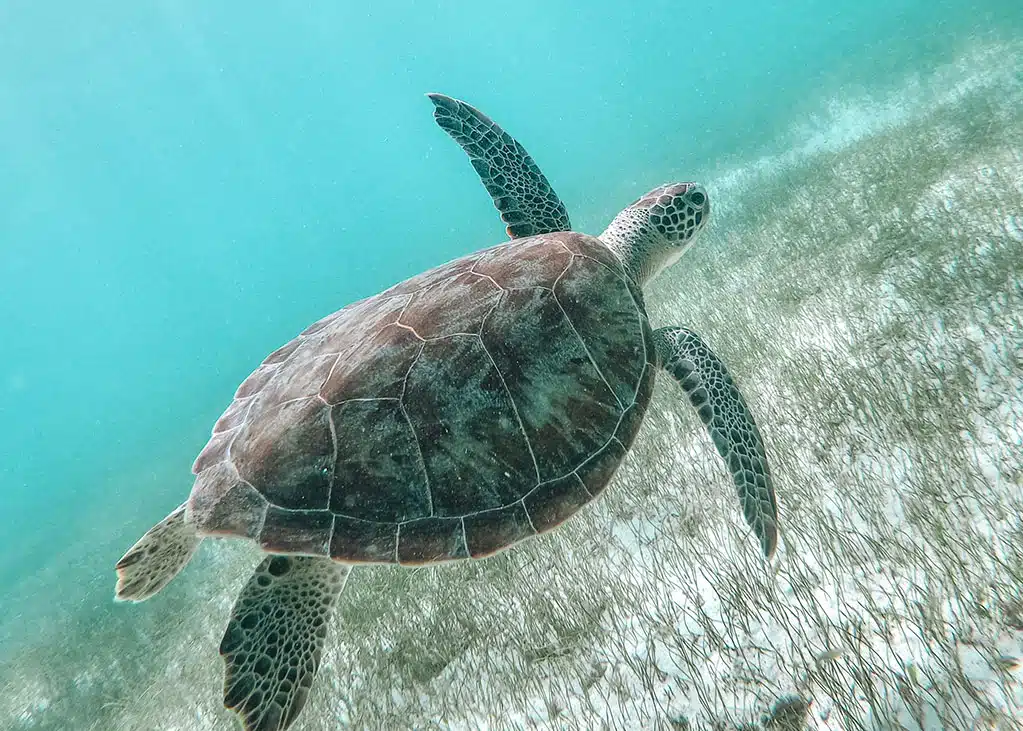 Ein Unterwasserfoto einer Meeresschildkröte, die in der Nähe des Meeresbodens schwimmt, der mit spärlichem Seegras bedeckt ist. Der Panzer der Schildkröte ist mit verschiedenen Mustern verziert und ihre Flossen sind ausgestreckt, während sie sich anmutig durch das klare, blaue Wasser bewegt. In der Nähe wirft der Schatten einer Segelyacht auf einer Segelreise eine faszinierende Silhouette.