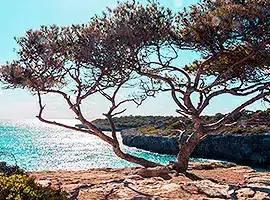 Bäume an der Küste Mallorcas